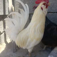 خروس گلین
