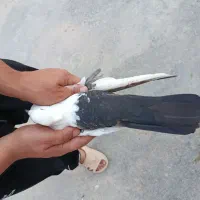دم سیاه