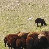 بره نر گوسفند سبک