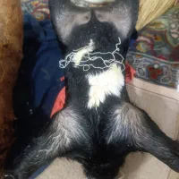 جا روغنی|لوازم جانبی حیوانات|اندیمشک, |دیوار