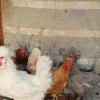 مرغ
