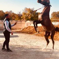 فروش اسب نریان