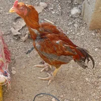 خروس لاری اصیل ایرانی