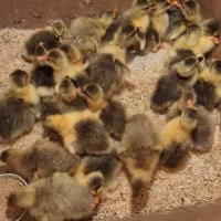 جوجه غاز ۳روزه درشت و سرحال