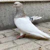 کفتر
