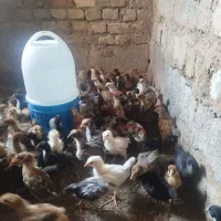 جوجه مرغ 27روزه واکسن خورده الی