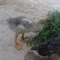 جوجه نر قوغاز