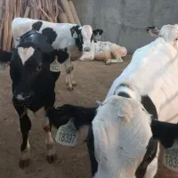 100راس گوساله نر شیر خوار و قطع تا 200کیلو موجود