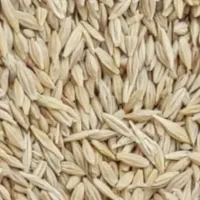 خریدار جو دیم