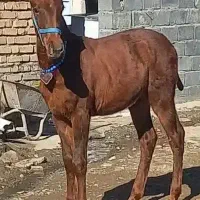 کوره اسب