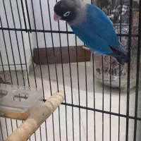 یک جفت عروس هلندی وطوطی برزیلی خاص