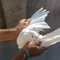 فروش فوری