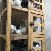 دستگاه جوجه کشی۱۰۰تایی