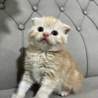 گربه اسکاتیش