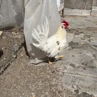 خروس گلین اصل