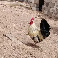 خروس