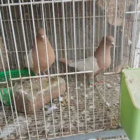 کفتر سینه زرد نرو ماده