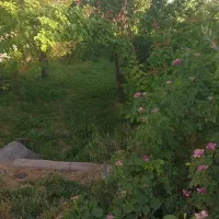 فروش-باغ