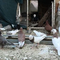 فروش چند عدد کبوتر ساده و طوقی قیمت مناسب