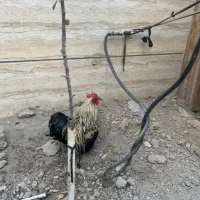 تخم نطفه دار کوشین