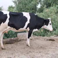 فروش گاو