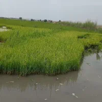 بذر شالی فجر