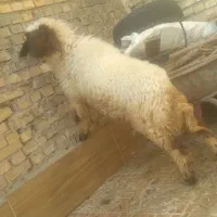 گوسفند ماده