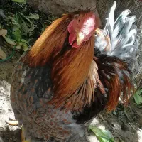 خروس ویاندوت بلورد