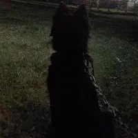 سگ  ژرمن بلک