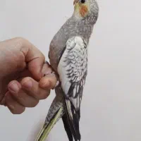 عروس هلندس دانه خور دستی دستی