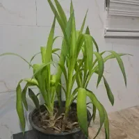 گل طبیعی ۵عدد بچه داره