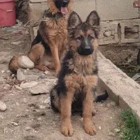 فروش ژرمن