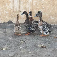 ۵ تا اردک ۳ تومن