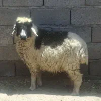 سلام بره یکساله نر۲۰میلیون