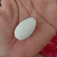 سنگ اصل