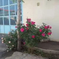 فروش-سالن-کارگاهی
