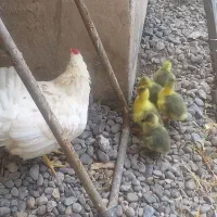 فروش مرغ با جوجه قوغاز