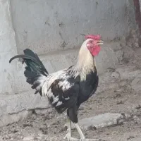 خروس محلی جوان