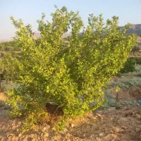 فروش باغ پشتکوه
