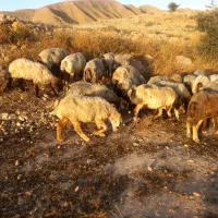 ۲۰راس شیشک میش