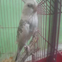 عروس هلندی