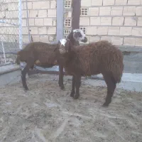 بره ماده ۲تان