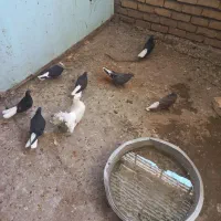 کفتر
