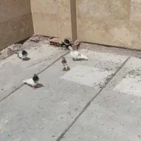 مرغ عشق