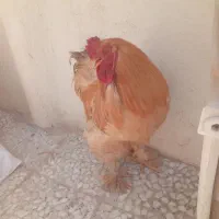 خروس پاپر عالی درجه یک