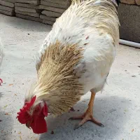 خروس