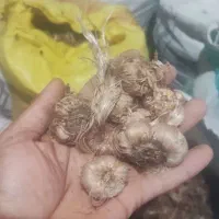 پیاز زعفران وامنان