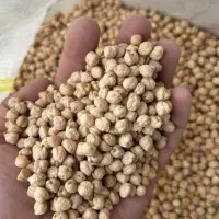 نخود درجه یک دارید تماس بگیرید