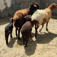 دو راس میش افشاری بره دار درشت