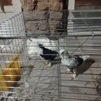 کبوتر پرشی به قیمت کشتنی